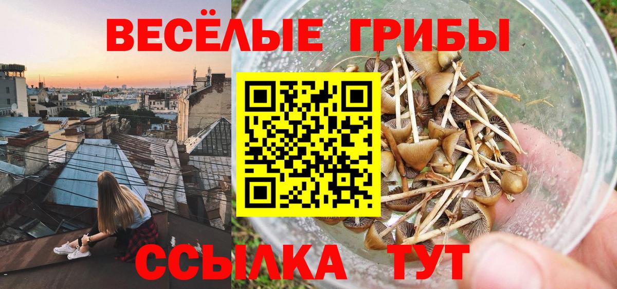 Галлюциногенные грибы Psilocybe Зерноград